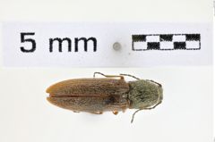 Foto (Dorsalansicht) von Limonius agonus (NHMW-ZOO-COL-0008597)